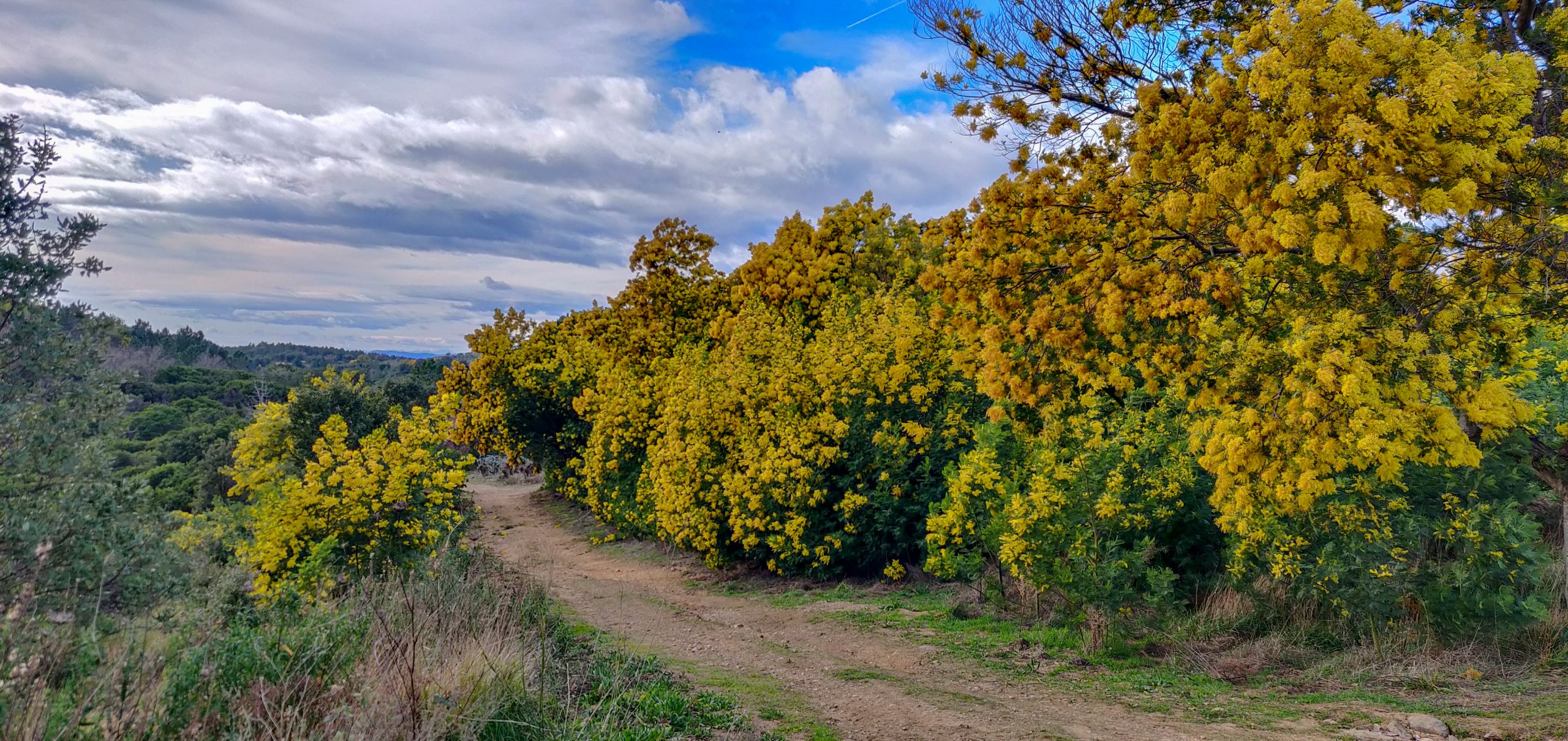 Mimosas du Tanneron