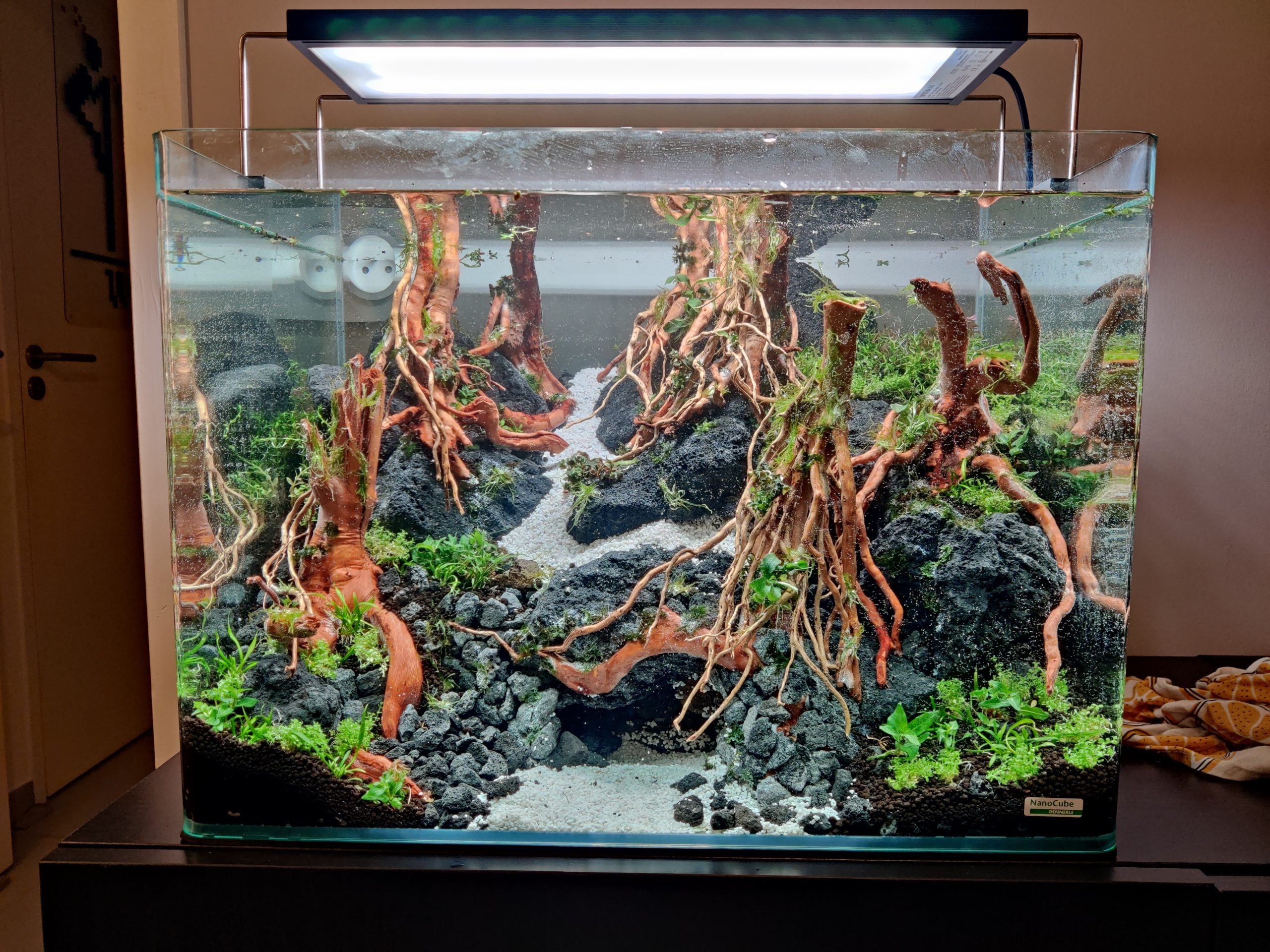 Mon premier aquascape